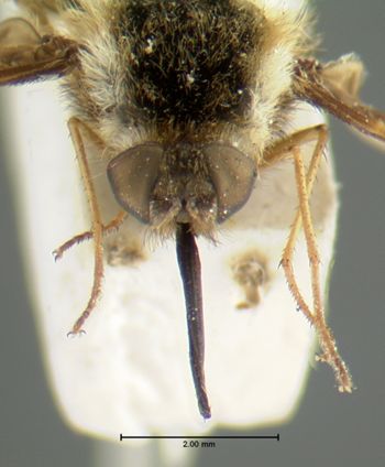 Media type: image;   Entomology 12687 Aspect: head frontal view